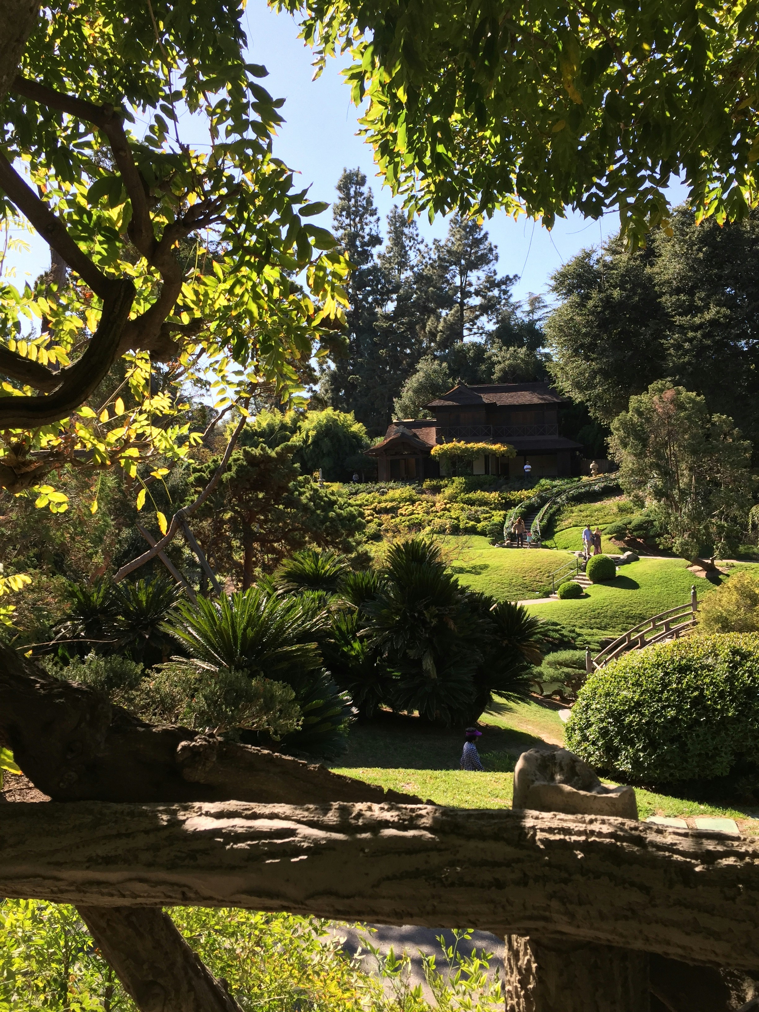 Garden fountain surrounded by greenery